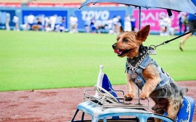ドジャース　球場に愛犬大集合！家族と観戦　大谷人形背負い、ブルーのドレスにボール型バギー…熱量が凄すぎる♥