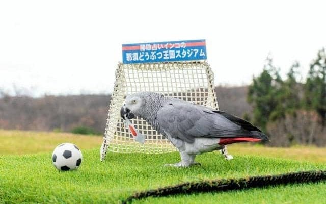 占いインコ、サッカーW杯日本代表の1次リーグ「3連勝」と予想