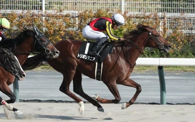 【名古屋城S結果】トリポリタニアが人気に応えてオープン初勝利