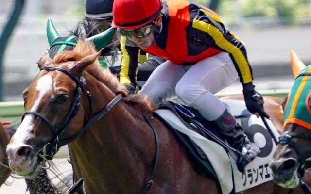 母は名牝グランアレグリア グランマエストロが初勝利なるか
