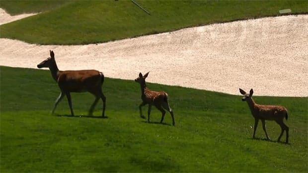 【全米女子オープンゴルフ】ゴルフ場に生息する動物たち