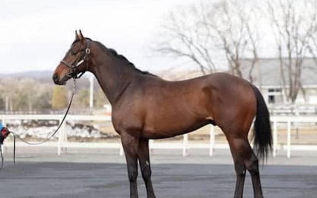 名伯楽・藤沢和雄調教師の花道を飾るか。アークライトの走りに期待