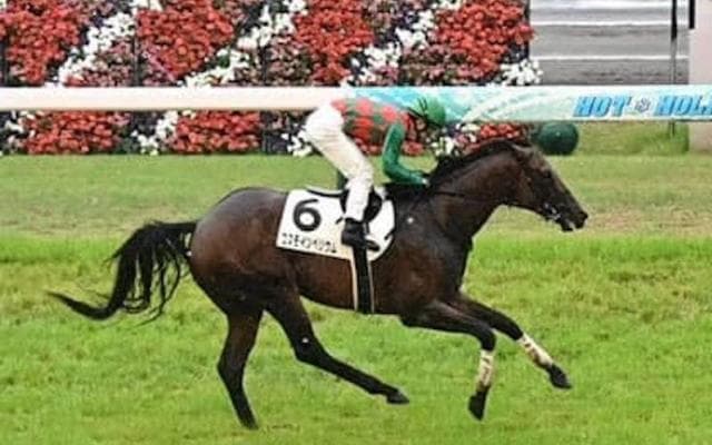 秋への飛躍につながるラジオNIKKEI賞。人気薄でもコース実績馬で勝負