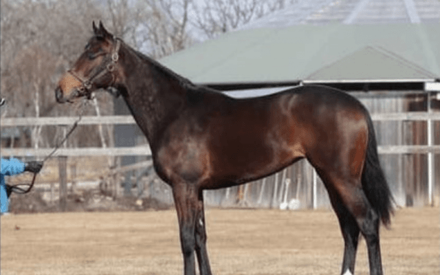 素質があるうえ「皮膚が薄い」という名馬の条件も備えるトレデマンド