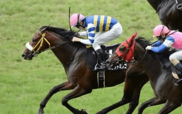 七夕賞はコース適性と好調度を重視。血統的にも向いている2頭で勝負