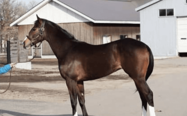 牝馬三冠の子アカイトリノムスメ。調教の「反応よかった」と戸崎騎手