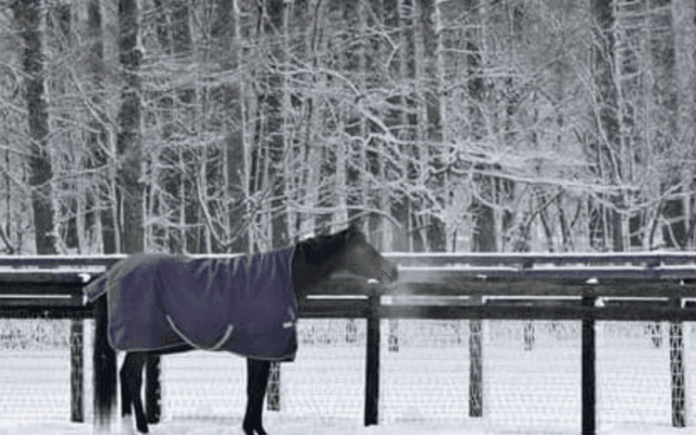 ディープインパクトの死で失われる「方程式」。その存在感は色褪せない