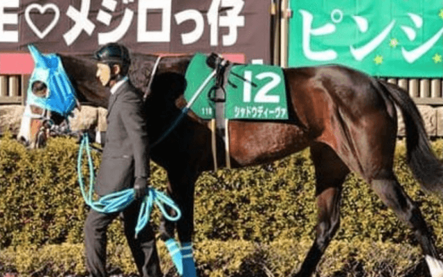 穴党記者が腕ぶすクイーンＳ。北の大地で波乱を呼ぶ３頭を狙い撃ち