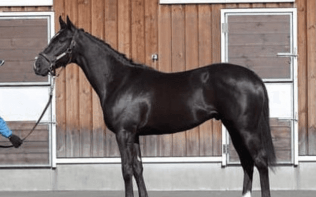 ワグネリアンの従兄弟ヴィルヘルム。調教スタッフはその走りに好評価