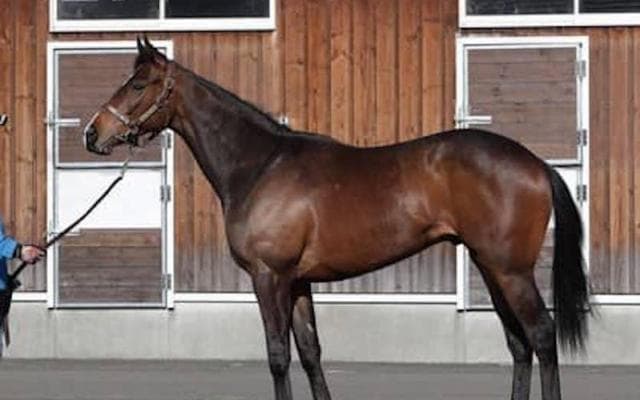 姉は米ＧＩ馬。弟は５億円馬。話題のサトノスカイターフが目指す場所