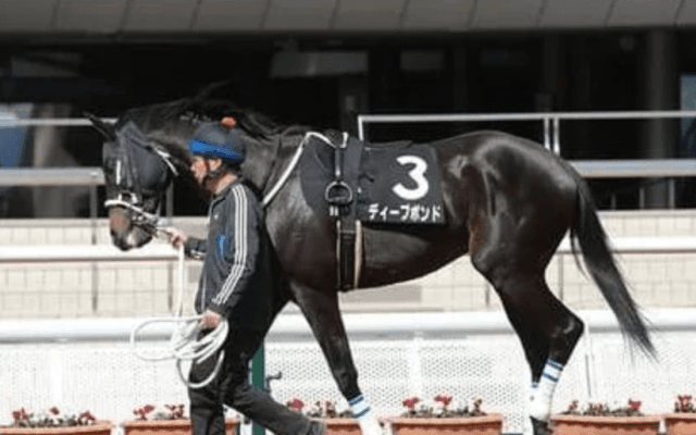 菊花賞は大本命のヒモ穴狙いか、逆転狙い。穴党記者が命運を託す４頭