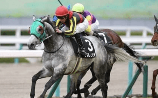 アルゼンチン共和国杯で期待の３頭。芝2500ｍの成績データから選んだ