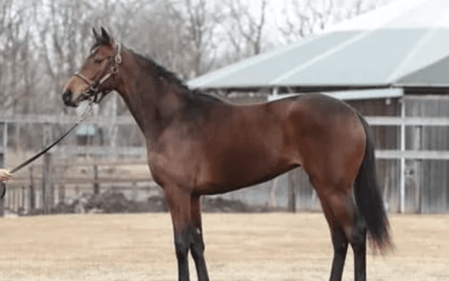 フィエールマンの全妹、エクランドールは「兄と同じく、いい乗り味」