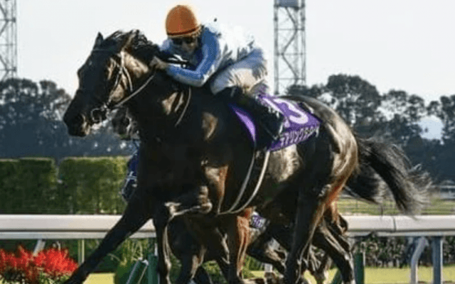 ジャパンＣに挑む「３強」で最強馬は？ 識者アンケートでランキング