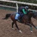 土曜中山競馬場の注目激走馬…中山１１Ｒオーシャンステークス・Ｇ３