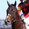 【チューリップ賞】連勝中のソルパッサーレは勢い十分　陣営「跳びが大きいので、外回りはいい」