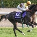 中山芝は先行有利が顕著 中山記念はセイウンハーデスで勝負だ