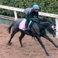 日曜阪神競馬場の注目激走馬…阪神１１Ｒチューリップ賞・Ｇ２