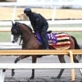日曜中山競馬場の注目激走馬…中山１１Ｒ中山記念・Ｇ２
