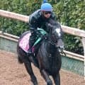 【注目馬動向】チューリップ賞２着のナムラコスモスは優先出走権獲得の桜花賞へ　鞍上は引き続き田口貫太騎手