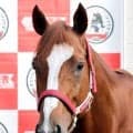 【注目馬動向】ネオムターフＣ４着のシンエンペラーは爪の回復次第で香港遠征を視野