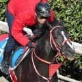 【注目馬動向】初障害で２着に３秒差のセレクト４・１億円馬ホウオウプロサンゲは三木ホースランドパークＪＳで連勝狙う