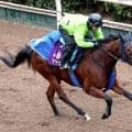 【注目馬動向】ママコチャはドバイからの招待届かずに高松宮記念へ　ムルソーは平安ＳかアンタレスＳを視野