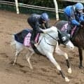 【報知杯ＦＲ】マルガは新コンビの川田将雅騎手の騎乗でリズム重視の調整　陣営「感触をつかんでほしかった」