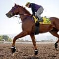 【注目馬動向】中東情勢の影響を受けウインカーネリアンはドバイ遠征中止　高松宮記念へ