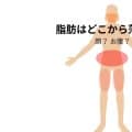 脂肪はどこから落ちる？顔から？お腹は最後？落ちる順番を男女別に解説