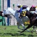 【中山７Ｒ・３歳１勝クラス】白毛の良血馬マルガは敗戦にも手応え　須貝調教師「だんだん走りの姿勢が良くなっている」