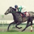 【金鯱賞】バースデー勝利を狙う武豊騎手　過去の誕生日は９２年阪神大賞典メジロマックイーンなど重賞４勝