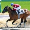 ５戦連続２着→９馬身差圧勝の３歳馬にネット歓喜「ここまで化けるか」「圧勝してて草」　中山４Ｒのイナズマダイモン