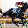 【スプリングS予想】前走で新馬や未勝利に出走馬は苦戦！ 人気の一角に気になる消去法データ