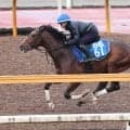 日曜中京競馬場の注目激走馬…中京１１Ｒ金鯱賞・Ｇ２