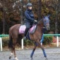 【注目馬動向】再びトライアル勝ち馬が…　報知杯ＦＲで重賞初制覇のギリーズボールが桜花賞回避　体調面を考慮
