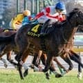 【阪神大賞典】セレクト3.1億円のダノンシーマ 史上最高価格のJRA重賞勝ち馬となるか