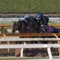 クロワデュノール、大阪杯2週前追い切り速報/栗東トレセンニュース