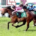 ２４年アーリントンＣ覇者のディスペランツァが競走馬登録を抹消　今後は長野県のホースクワッドで乗馬となる予定