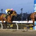 【浦和競馬】単勝１．１倍のアンジュルナが桜花賞優勝！　重賞４連勝で１冠ゲット