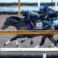 【高松宮記念・１週前】帰国初戦のパンジャタワーは不良馬場のなか半馬身先着　松山弘平騎手「しっかり動けていました」