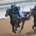 【日経賞・１週前】有馬記念２着のコスモキュランダは一杯に追われて好タイム　今年初戦へ加藤士調教師「悪くない」