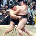 朝白龍が８勝目　高砂部屋の幕内トリオで同日に勝ち越し「みんなで頑張ってるので」