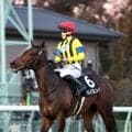 【注目馬動向】東風Ｓ２着惜敗のジョイフルニュース　福島牝馬Ｓで重賞初挑戦を視野