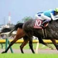 【阪神大賞典・特選有力馬チェック】アドマイヤテラは買うべき？