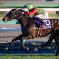 【日経賞想定馬・騎手】コスモキュランダ、ミステリーウェイなど16頭