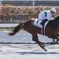 【中京3R】単勝1.5倍セルジュバローズが断然の支持に応える