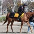 日曜中京競馬場の注目激走馬…中京１１Ｒ愛知杯・Ｇ３
