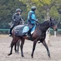 【日経賞】有馬記念２着馬コスモキュランダは昨年末からの好調をキープ　加藤士調教師「変わらずに来ています」
