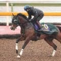 【高松宮記念】Ｇ１馬パンジャタワーは日を追うごとに良化　橋口調教師「今日はあまり気負うところがなかった」
